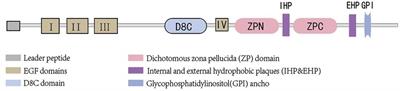 The role of uromodulin in cardiovascular disease: a review